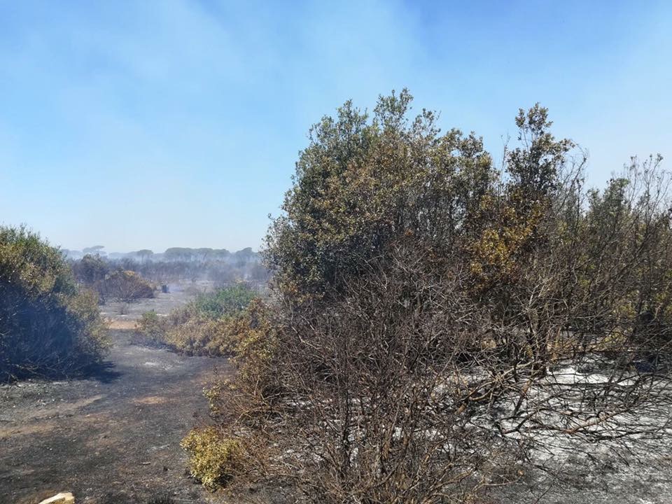 Le prime immagini del dopo incendio che ha devastato la pineta di Castelfusano a Ostia